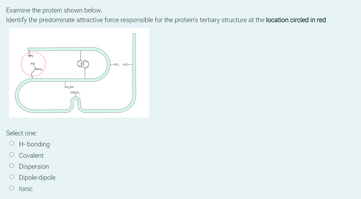 Examine the protein shown below.
Identify the predominate attractive force responsible for the protein's tertiary structure at the location circled in red.
NH,
но
CH, H,C-
o
CH,OH
носн,
Select one:
O H- bonding
O Covalent
O Dispersion
O Dipole-dipole
O lonic
