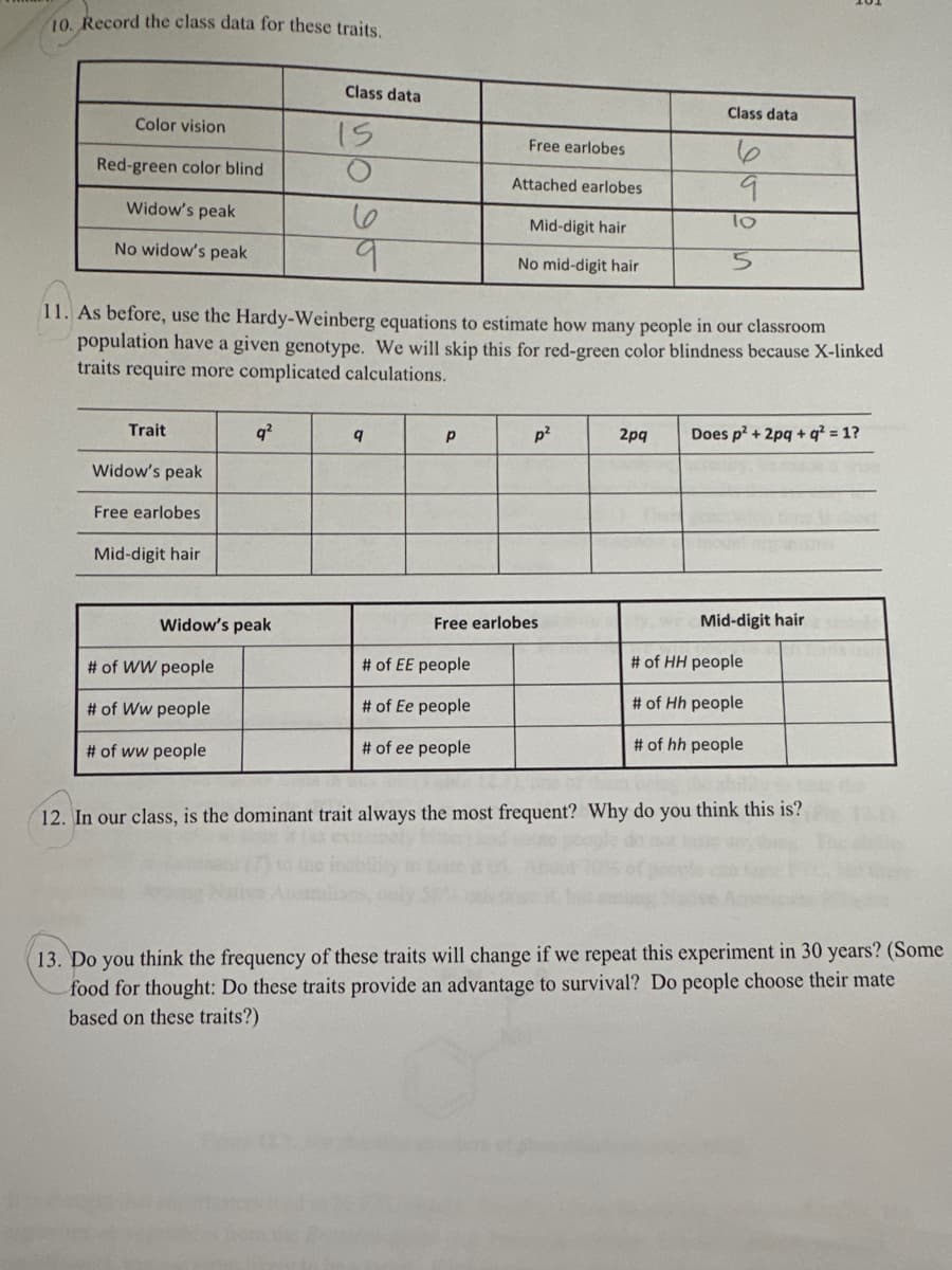 10. Record the class data for these traits.
Color vision
Red-green color blind
Widow's peak
No widow's peak
Trait
Widow's peak
Free earlobes
Mid-digit hair
Widow's peak
# of WW people
# of Ww people
q²
# of ww people
Class data
11. As before, use the Hardy-Weinberg equations to estimate how many people in our classroom
population have a given genotype. We will skip this for red-green color blindness because X-linked
traits require more complicated calculations.
15
6
9
9
Р
Free earlobes
Attached earlobes
Mid-digit hair
No mid-digit hair
# of EE people
# of Ee people
# of ee people
p²
Free earlobes
Class data
6
2pq
9
lo
5
Does p²+2pq+q² = 1?
Mid-digit hair
E
# of HH people
# of Hh people
# of hh people
12. In our class, is the dominant trait always the most frequent? Why do you think this is?
13. Do you think the frequency of these traits will change if we repeat this experiment in 30 years? (Some
food for thought: Do these traits provide an advantage to survival? Do people choose their mate
based on these traits?)