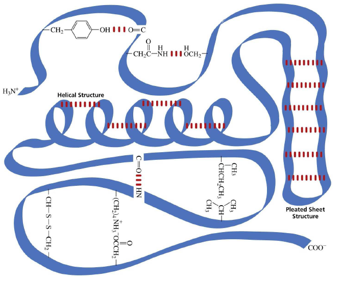 -CH2
-OH III0=C
H
- CH,C-NH IIIOCH2-
H,N
Helical Structure
יוווה
Pleated Sheet
Structure
COO
CH3
CH3
-CHCH,CH, CH-
ĆH3
C=01II HN
F(CH,)4 NH, OČCH2-
- CH-S-S-CH2 -
