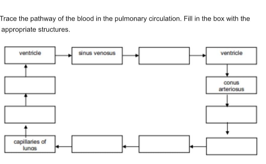 Trace the pathway of the blood in the pulmonary circulation. Fill in the box with the
appropriate structures.
ventricle
sinus venosus
ventricle
conus
arteriosus
capillaries of
lunas
