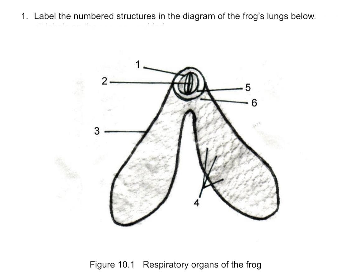 1. Label the numbered structures in the diagram of the frog's lungs below.
2
Figure 10.1 Respiratory organs of the frog
3.
