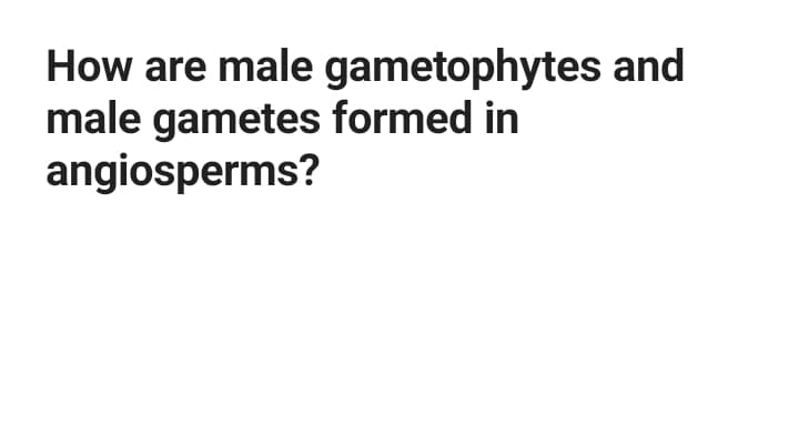 How are male gametophytes and
male gametes formed in
angiosperms?
