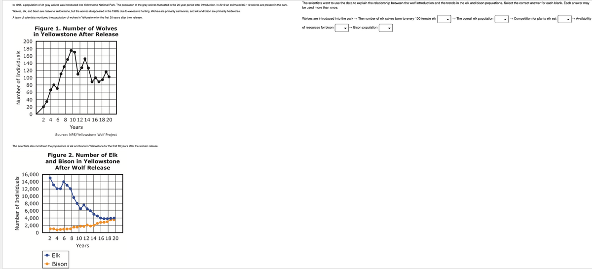 In 1995, a population of 31 gray wolves was introduced into Yellowstone National Park. The population of the gray wolves fluctuated in the 20-year period after introduction. In 2019 an estimated 80-110 wolves are present in the park.
Wolves, elk, and bison are native to Yellowstone, but the wolves disappeared in the 1920s due to excessive hunting. Wolves are primarily carnivores, and elk and bison are primarily herbivores.
A team of scientists monitored the population of wolves in Yellowstone for the first 20 years after their release.
Number of Individuals
200
180
160
140
120
100
80
60
40
20
0
Number of Individuals
Figure 1. Number of Wolves
in Yellowstone After Release
M
16,000
14,000
12,000
10,000
8,000
6,000
4,000
2,000
0
2 4 6 8 10 12 14 16 18 20
Years
The scientists also monitored the populations of elk and bison in Yellowstone for the first 20 years after the wolves' release.
Figure 2. Number of Elk
and Bison in Yellowstone
After Wolf Release
Source: NPS/Yellowstone Wolf Project
2 4 6 8 10 12 14 16 18 20
Years
Elk
→ Bison
The scientists want to use the data to explain the relationship between the wolf introduction and the trends in the elk and bison populations. Select the correct answer for each blank. Each answer may
be used more than once.
Wolves are introduced into the park → The number of elk calves born to every 100 female elk
→Bison population
of resources for bison
-
The overall elk population
Competition for plants elk eat
→ Availability