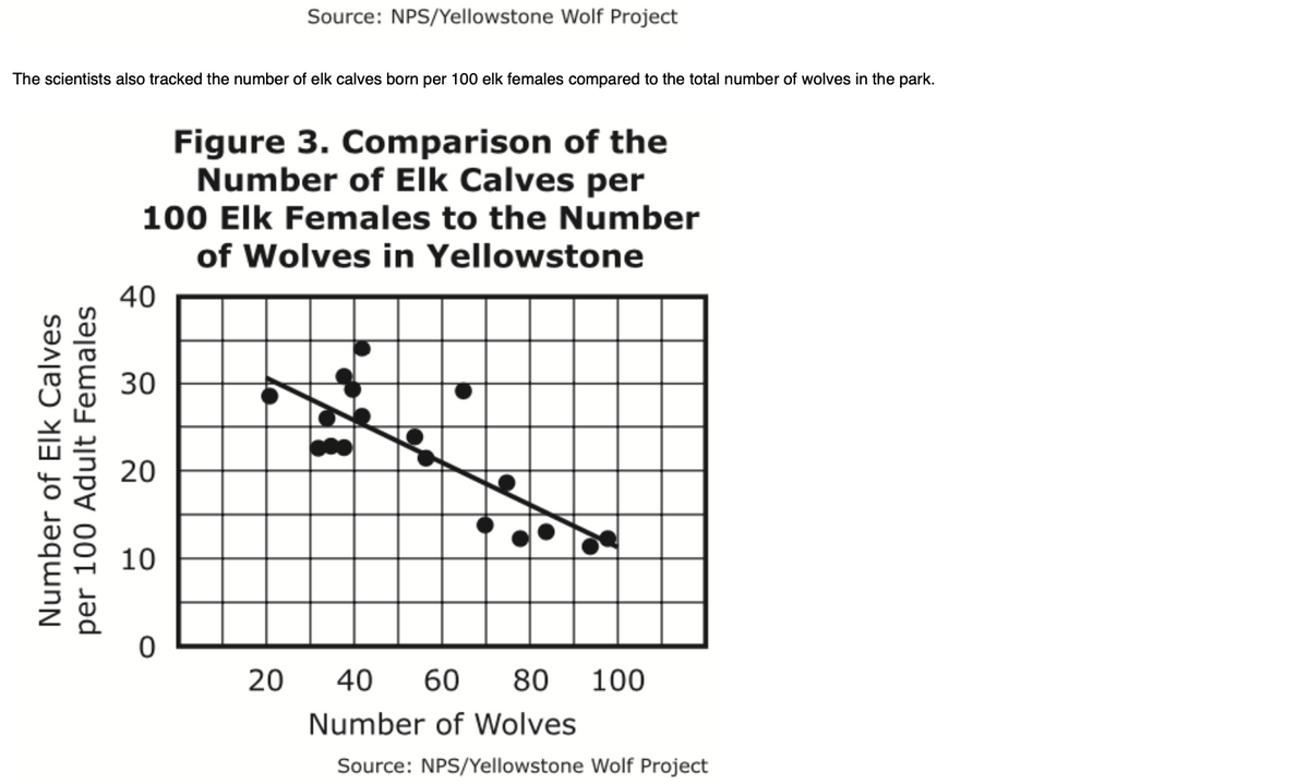 The scientists also tracked the number of elk calves born per 100 elk females compared to the total number of wolves in the park.
Females
Number of Elk Calves
per 100 Adult
Figure 3. Comparison of the
Number of Elk Calves per
100 Elk Females to the Number
of Wolves in Yellowstone
40
30
20
Source: NPS/Yellowstone Wolf Project
10
0
20 40 60 80 100
Number of Wolves
Source: NPS/Yellowstone Wolf Project