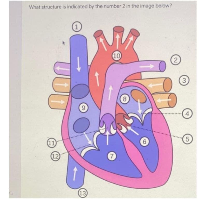 What structure is indicated by the number 2 in the image below?
1
10
2.
3.
8.
9.
4.
9.
5.
11)
(12)
(13
