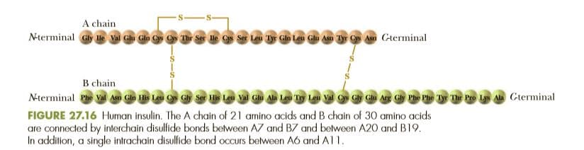 A chain
Nterminal Gly le Vai Glu Gio Cys Cys Thr Ser lHle Cs Ser Leu Tyr Glo Leu Glu Asn Tyr Cs Aso Cterminal
B chain
N-terminal Phe Val Asm Gin His Leu Cys Gly Ser His Leu Val Glu Ala Leu Try Leu Vai Cs Gy Glu Ang Ghy Phe Phe T The Pro Lys Ala Gterminal
FIGURE 27.16 Human insulin. The A chain of 21 amino acids and B chain of 30 amino acids
are connected by interchain disulfide bonds between A7 and B7 and between A20 and B19.
In addition, a single intrachain disulfide bond occurs belween Aó and Al1.
