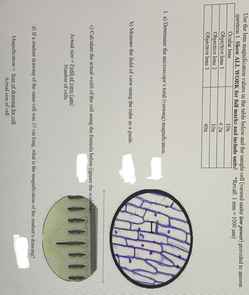 Use the lens magnification values in the table below and the sample cell (viewed under low power) provided to answer
question 1. Show ALL WORK for full marks and include units!
*Recall: 1 mm=1000 µm)
Ocular lens
10x
Objective lens 1
Objective lens 2
Objective lens 3
4.2x
10x
40x
1. a) Determine the microscope's total (viewing) magnification.
b) Measure the field of view using the ruler as a guide.
c) Calculate the actual width of the cell using the formula below (ignore the scale bar)
Actual size = Field of view (um)
Number of cells
d) If a student drawing of the same cell was 27 cm long, what is the magnification of the student's drawing?
Magnification = Size of drawing for cell
Actual size of cell
