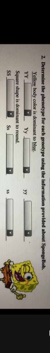 2. Determine the phenotype for each genotype using the information provided about SpongeBob.
Yellow body color is dominant to blue.
YY
Yy
yy
Square shape is dominant to round.
SS
Ss
SS
