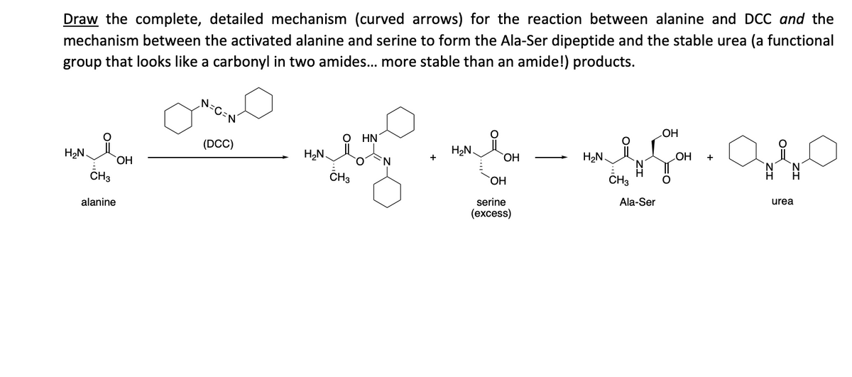 Draw the complete, detailed mechanism (curved arrows) for the reaction between alanine and DCC and the
mechanism between the activated alanine and serine to form the Ala-Ser dipeptide and the stable urea (a functional
group that looks like a carbonyl in two amides... more stable than an amide!) products.
N=C=N
OH
Ο ΗΝ
(DCC)
H₂N
H₂N.
OH
H₂N.
OH
OH
N
N
CH3
OH
CH3
serine
Ala-Ser
(excess)
H₂N.
CH3
alanine
urea