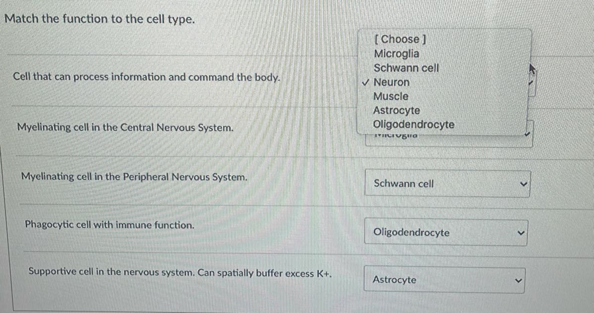 Match the function to the cell type.
[Choose ]
Microglia
Schwann cell
V Neuron
Muscle
Cell that can process information and command the body.
Astrocyte
Oligodendrocyte
Myelinating cell in the Central Nervous System.
Myelinating cell in the Peripheral Nervous System.
Schwann cell
Phagocytic cell with immune function.
Oligodendrocyte
Supportive cell in the nervous system. Can spatially buffer excess K+.
Astrocyte
