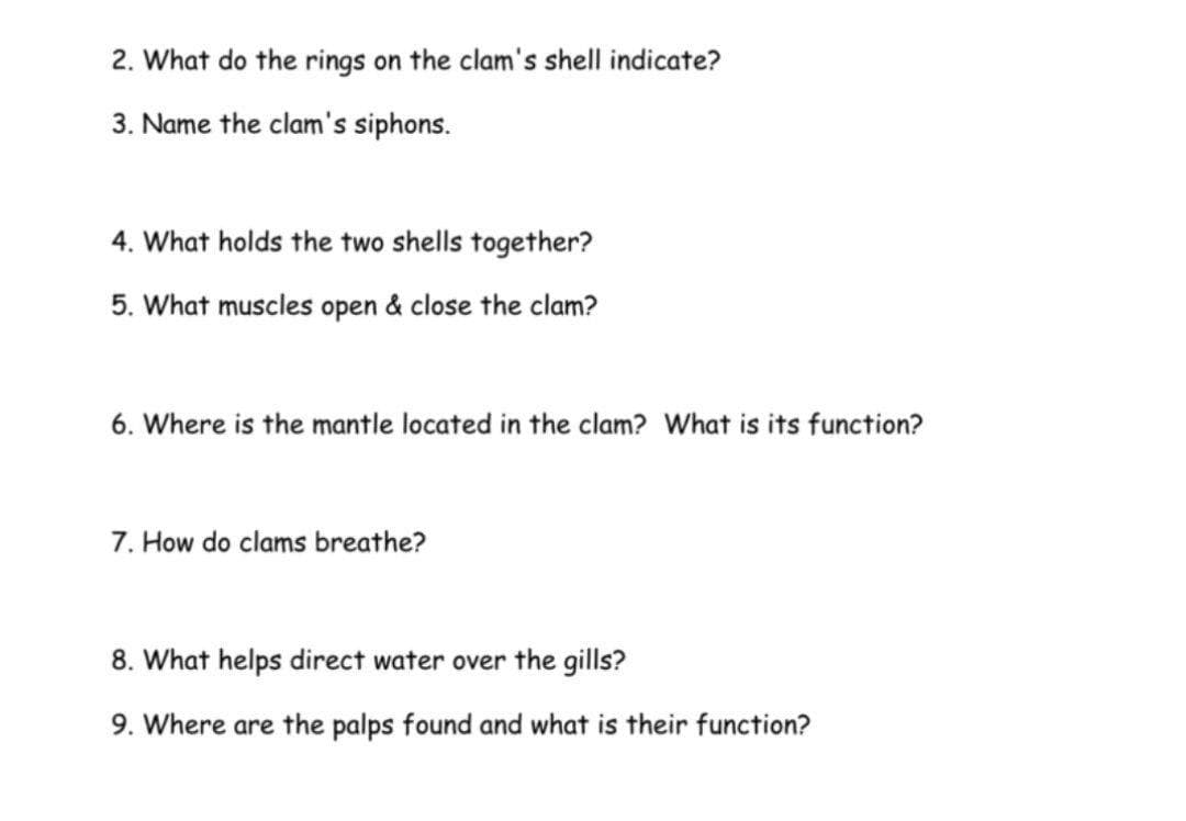 2. What do the rings on the clam's shell indicate?
3. Name the clam's siphons.
4. What holds the two shells together?
5. What muscles open & close the clam?
6. Where is the mantle located in the clam? What is its function?
7. How do clams breathe?
8. What helps direct water over the gills?
9. Where are the palps found and what is their function?
