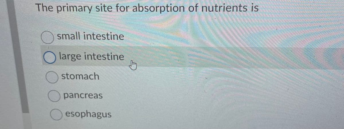 The primary site for absorption of nutrients is
small intestine
large intestine
stomach
pancreas
esophagus
Jm