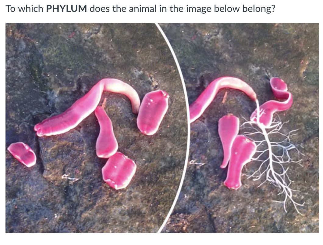 To which PHYLUM does the animal in the image below belong?
CO