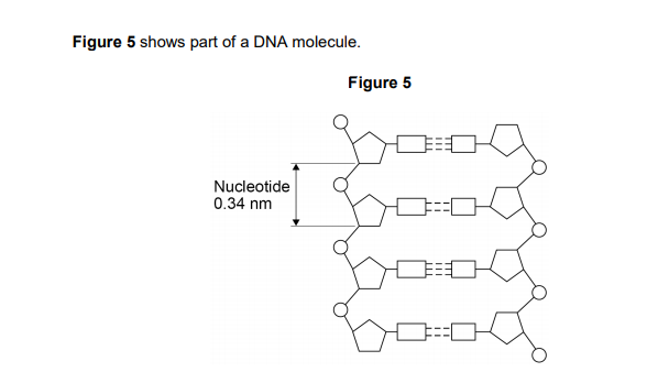 Figure 5 shows part of a DNA molecule.
Figure 5
Nucleotide
0.34 nm
