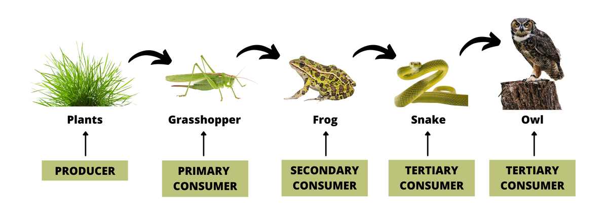 Plants
Grasshopper
Frog
Snake
Owl
PRODUCER
PRIMARY
SECONDARY
TERTIARY
TERTIARY
CONSUMER
CONSUMER
CONSUMER
CONSUMER
