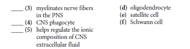 (3) myelinates nerve fibers
in the PNS
(4) CNS phagocyte
(5) helps regulate the ionic
composition of CNS
extracellular fluid
(d) oligodendrocyte
(e) satellite cell
(f) Schwann cell
