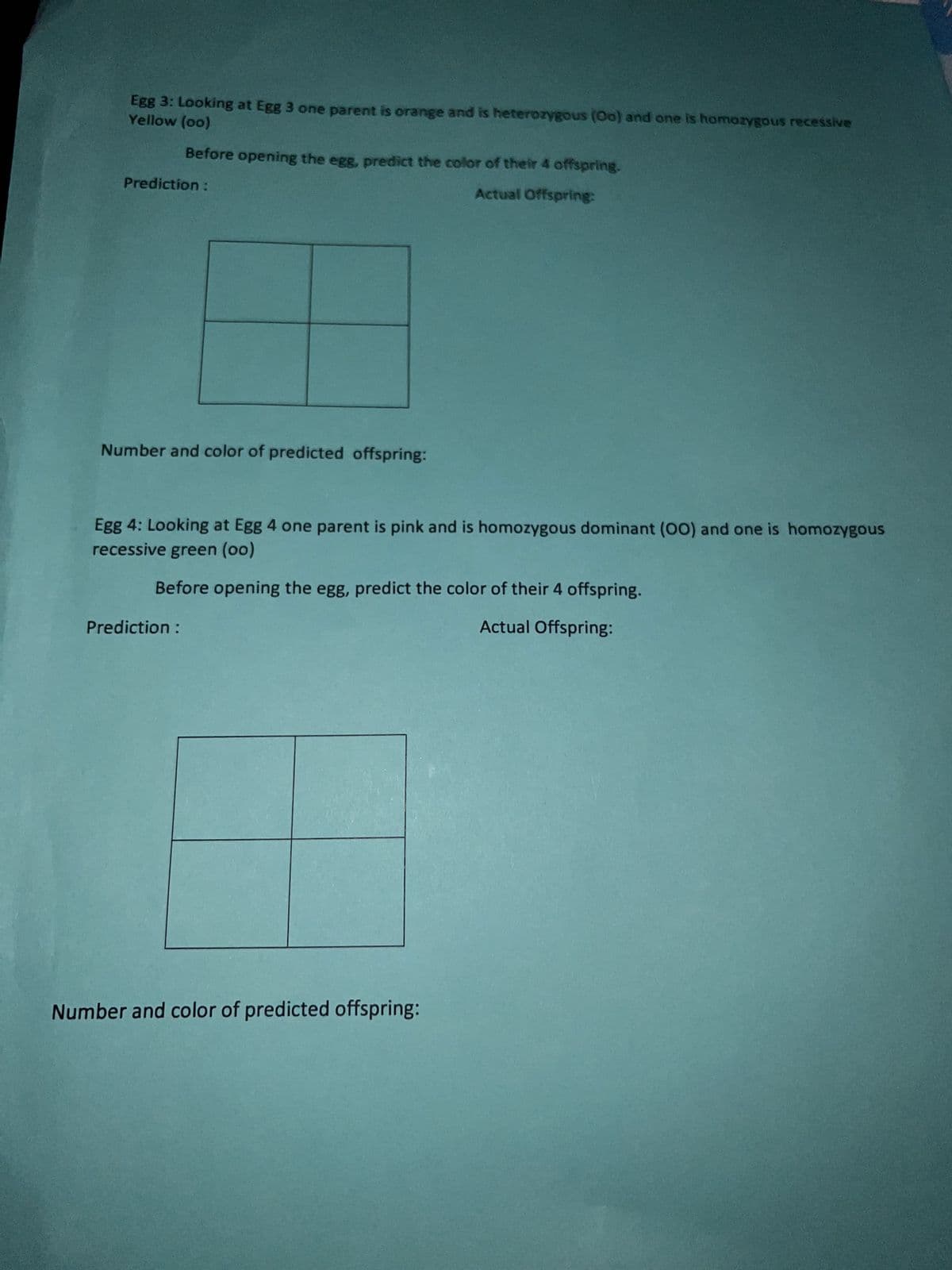 Yellow (oo)
Egg 3: Looking at Egg 3 one parent is orange and is heterozygous (Oo) and one is homozygous recessive
Before opening the egg, predict the color of their 4 offspring.
Actual Offspring:
Prediction :
Number and color of predicted offspring:
Egg 4: Looking at Egg 4 one parent is pink and is homozygous dominant (OO) and one is homozygous
recessive green (oo)
Before opening the egg, predict the color of their 4 offspring.
Actual Offspring:
Prediction :
Number and color of predicted offspring: