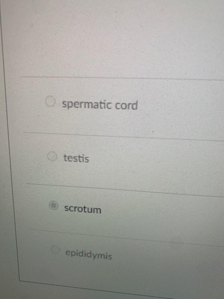 spermatic cord
testis
scrotum
epididymis
