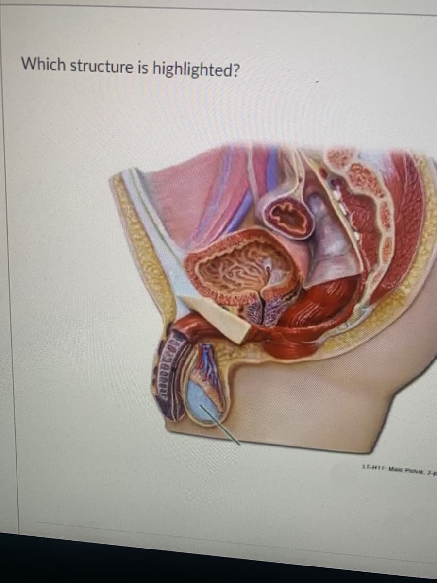 Which structure is highlighted?
LT-HI Male Perves 2-pr
