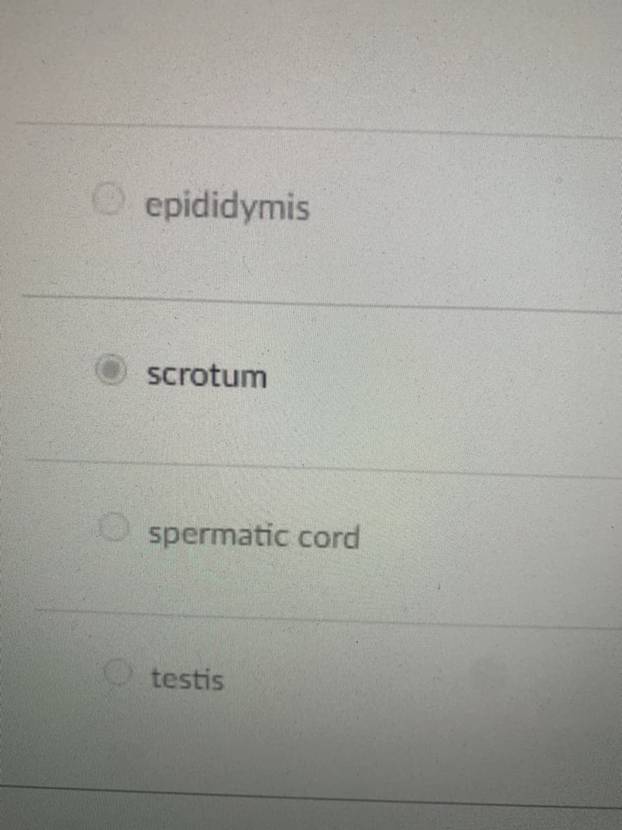 epididymis
scrotum
O spermatic cord
testis
