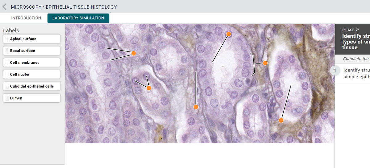 K MICROSCOPY • EPITHELIAL TISSUE HISTOLOGY
INTRODUCTION
LABORATORY SIMULATION
Labels
PHASE 2:
Identify str
Apical surface
types of sir
tissue
Basal surface
Complete the
Cell membranes
Identify stru
simple epith
1
Cell nuclei
Cuboidal epithelial cells
Lumen
