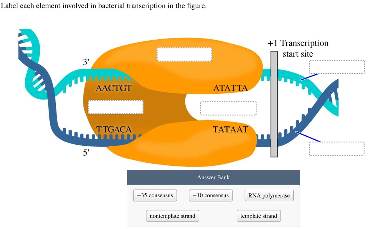 Label each element involved in bacterial transcription in the figure.
3'
5'
AACTGT
TTGACA
-35 consensus
ATAT TA
nontemplate strand
TATAAT
Answer Bank
-10 consensus
+1 Transcription
start site
RNA polymerase
template strand