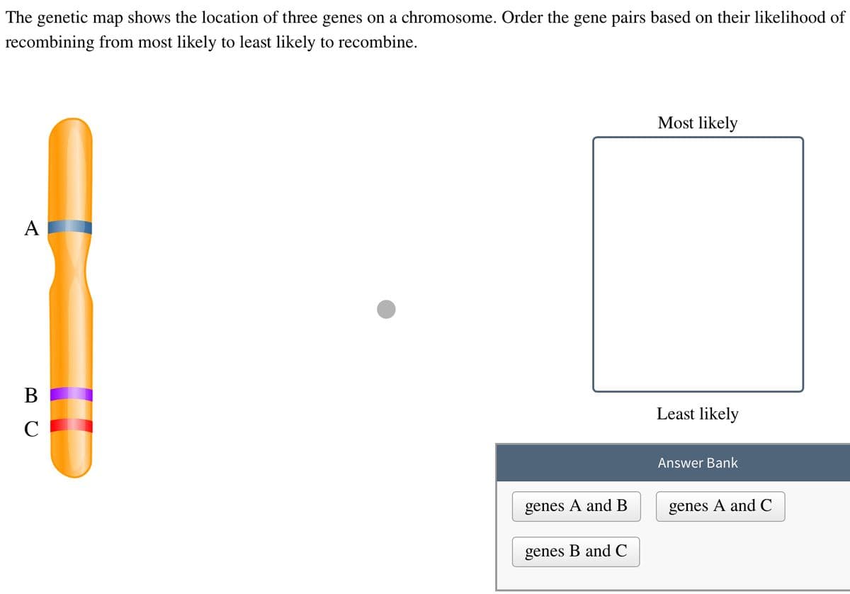 The genetic map shows the location of three genes on a chromosome. Order the gene pairs based on their likelihood of
recombining from most likely to least likely to recombine.
A
BC
с
genes A and B
genes B and C
Most likely
Least likely
Answer Bank
genes A and C