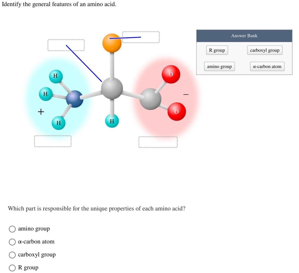 Identify the general features of an amino acid.
H
+
amino group
K
R group
H
Which part is responsible for the unique properties of each amino acid?
α-carbon atom
O carboxyl group
H
H
R group
Answer Bank
amino group
carboxyl group
α-carbon atom