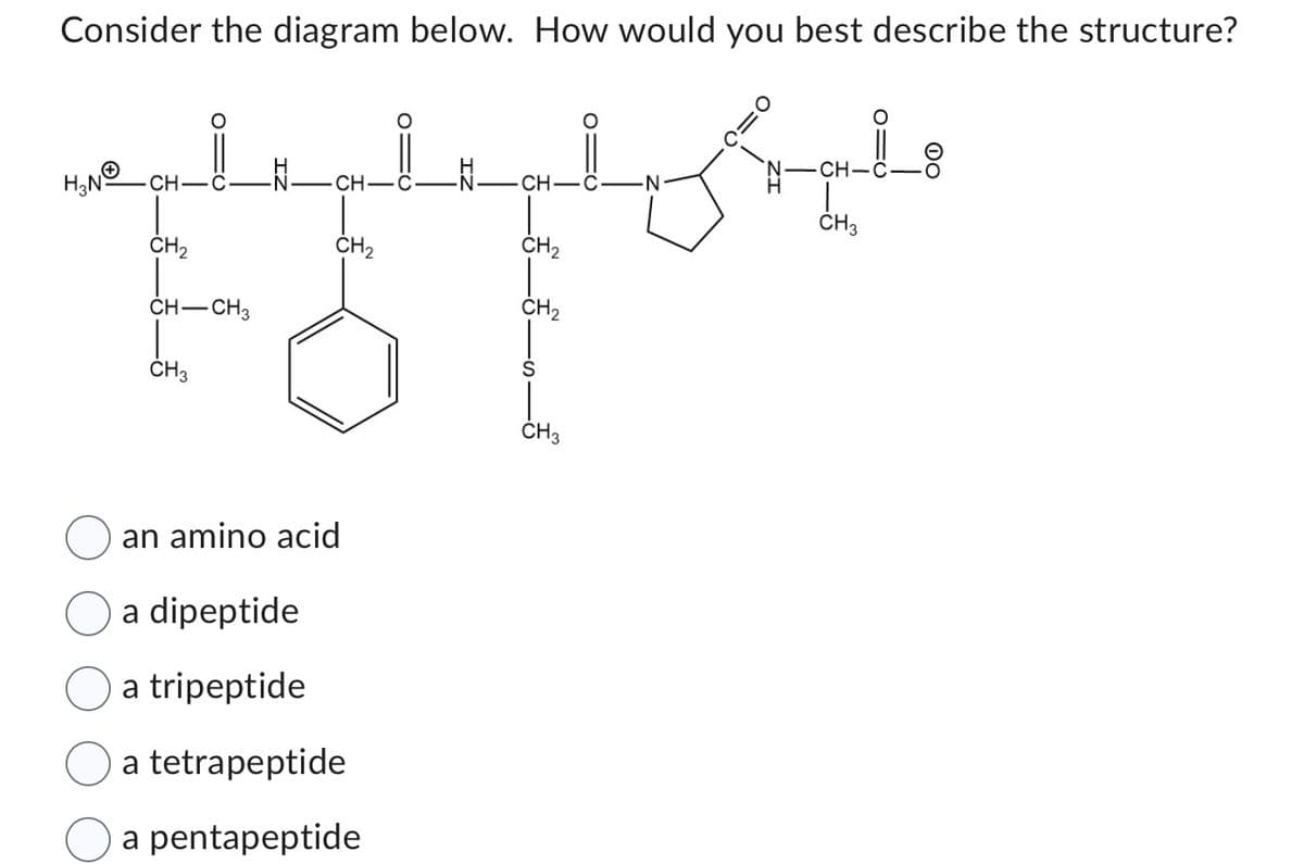 Consider the diagram below. How would you best describe the structure?
H₂N
CH
CH-CH3
CH
CH₂
ESE
CH3
CH
an amino acid
a dipeptide
a tripeptide
a tetrapeptide
a pentapeptide
CH₂
CH3
N
N-CH
N
CH3
8
OO