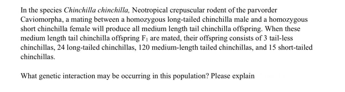 In the species Chinchilla chinchilla, Neotropical crepuscular rodent of the parvorder
Caviomorpha, a mating between a homozygous long-tailed chinchilla male and a homozygous
short chinchilla female will produce all medium length tail chinchilla offspring. When these
medium length tail chinchilla offspring F₁ are mated, their offspring consists of 3 tail-less
chinchillas, 24 long-tailed chinchillas, 120 medium-length tailed chinchillas, and 15 short-tailed
chinchillas.
What genetic interaction may be occurring in this population? Please explain