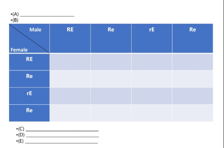 •(A).
•(B)
Male
RE
Re
rE
Re
Female
RE
Re
rE
Re
•(C)
•(D)
•(E)
