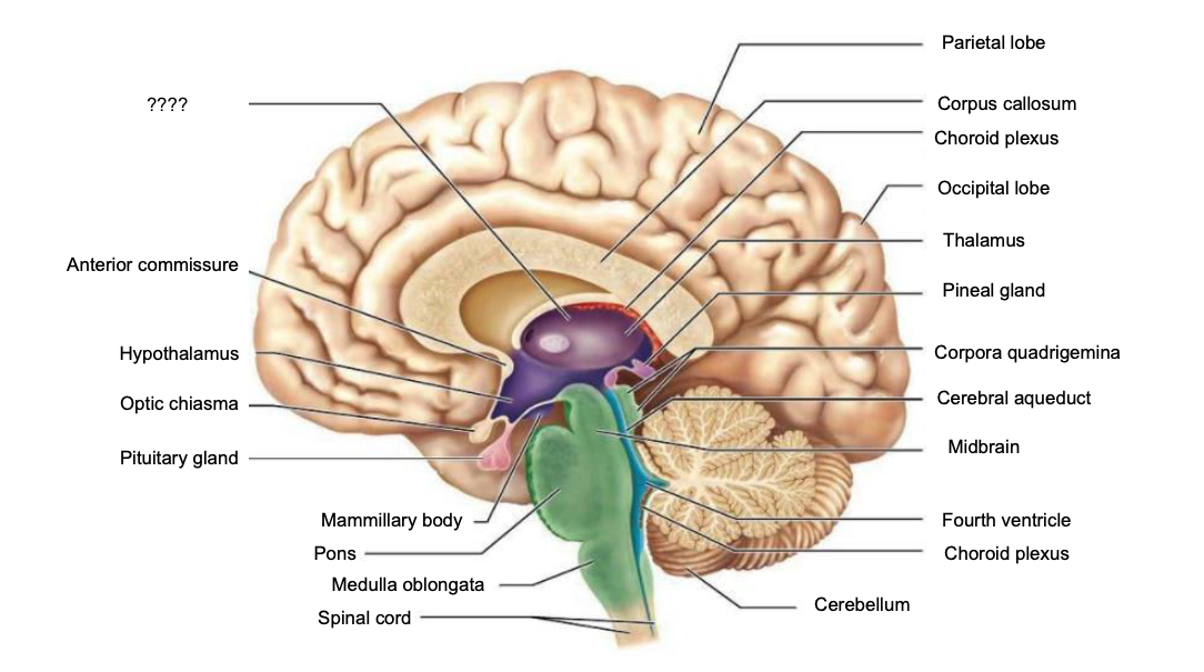 Parietal lobe
????
Corpus callosum
Choroid plexus
Occipital lobe
Thalamus
Anterior commissure
Pineal gland
Hypothalamus
Corpora quadrigemina
Optic chiasma
Cerebral aqueduct
Midbrain
Pituitary gland
Mammillary body
Fourth ventricle
Pons
Choroid plexus
Medulla oblongata
Cerebellum
Spinal cord
