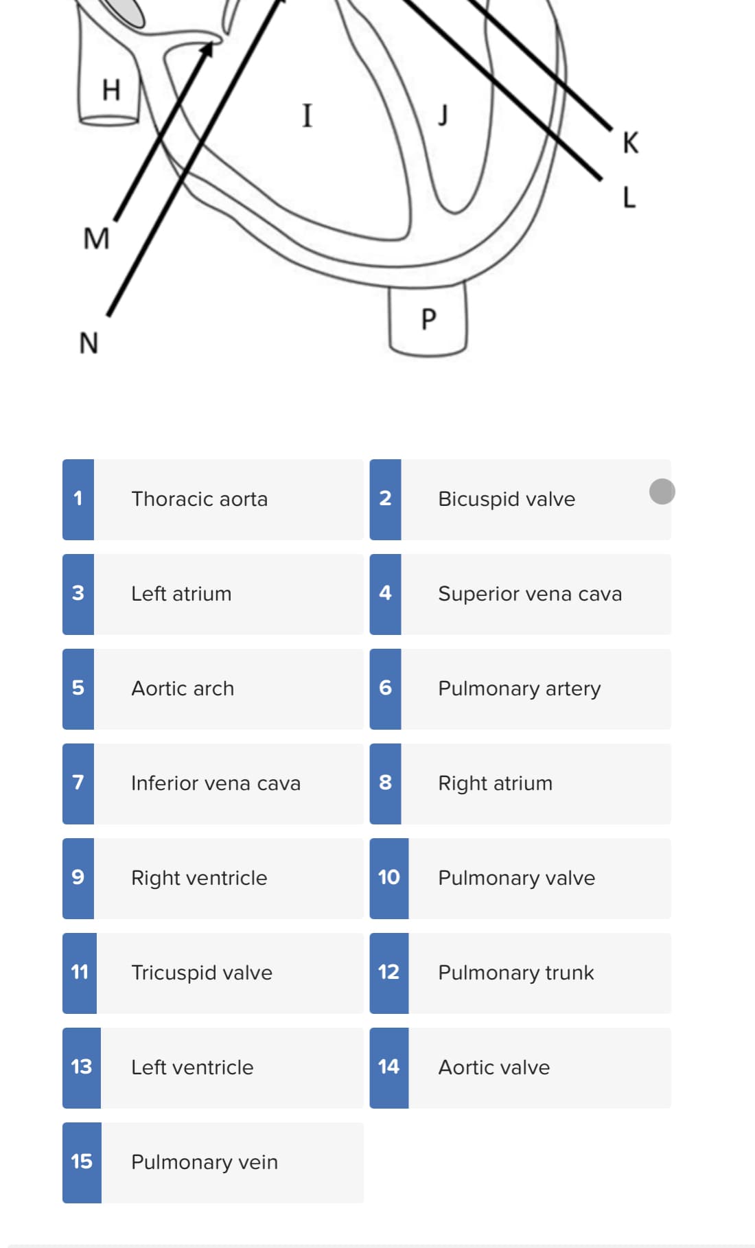 H
K
M
Thoracic aorta
2
Bicuspid valve
Left atrium
4
Superior vena cava
5
Aortic arch
6.
Pulmonary artery
7
Inferior vena cava
8
Right atrium
Right ventricle
10
Pulmonary valve
11
Tricuspid valve
12
Pulmonary trunk
13
Left ventricle
14
Aortic valve
15
Pulmonary vein
00
