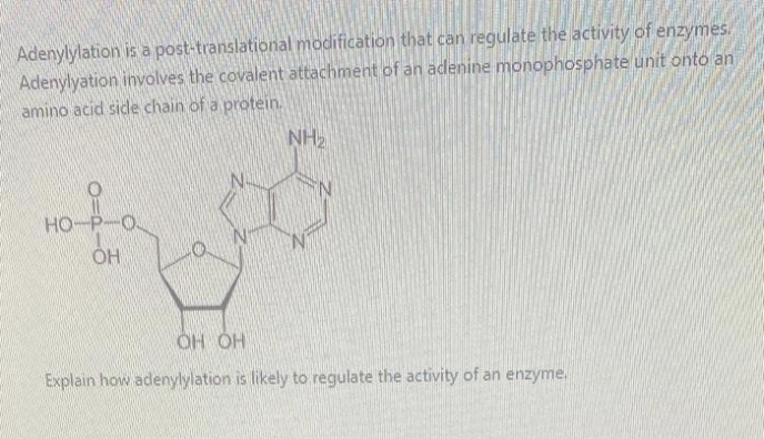 Adenylylation is a post-translational modification that can regulate the activity of enzymes.
Adenylyation involves the covalent attachment of an adenine monophosphate unit onto an
amino acid side chain of a protein.
NH₂
HO-P-O.
OH
OH OH
Explain how adenylylation is likely to regulate the activity of an enzyme.