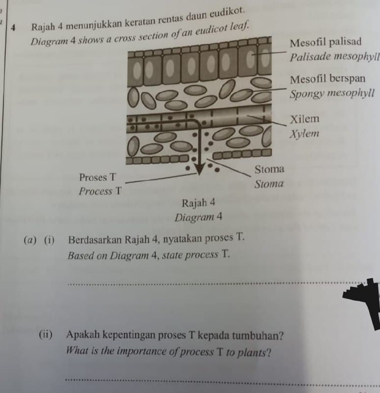 Rajah 4 menunjukkan keratan rentas daun eudikot.
Diagram 4 shows a cross section of an eudicot leaf.
0088008
8
HAL
Stoma
Stoma
Proses T
Process T
Rajah 4
Diagram 4
(a) (i) Berdasarkan Rajah 4, nyatakan proses T.
Based on Diagram 4, state process T.
(ii) Apakah kepentingan proses T kepada tumbuhan?
What is the importance of process T to plants?
Mesofil palisad
Palisade mesophyll
Mesofil berspan
Spongy mesophyll
Xilem
Xylem