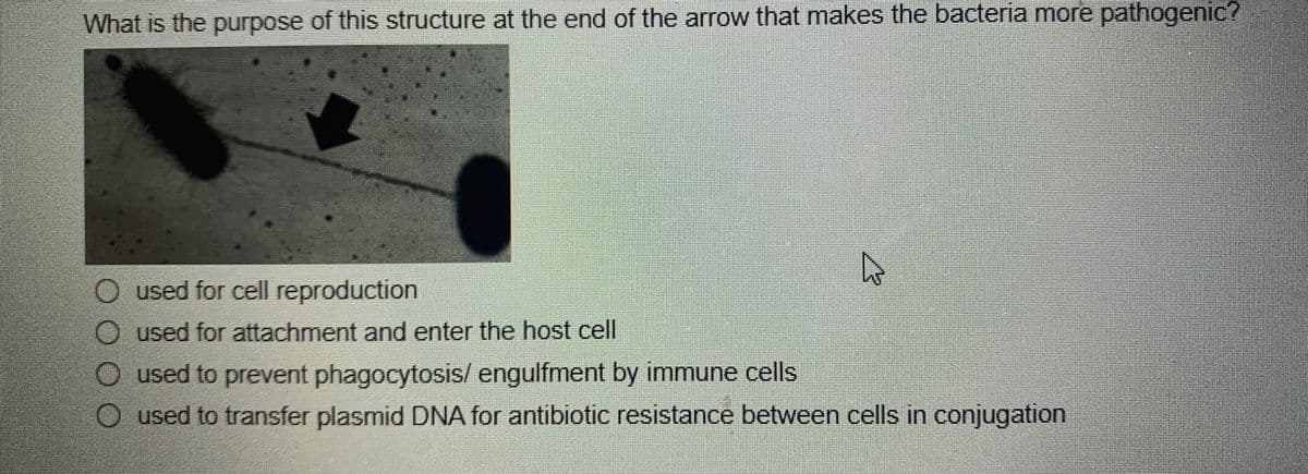 What is the purpose of this structure at the end of the arrow that makes the bacteria more pathogenic?
O used for cell reproduction
O used for attachment and enter the host cell
O used to prevent phagocytosis/ engulfment by immune cells
O used to transfer plasmid DNA for antibiotic resistance between cells in conjugation
