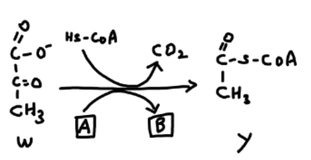 C-0
C=O
I
CH3
3
Hs-CoA
A
CD₂
[B
Oz
C-S-COA
CH ₂
у