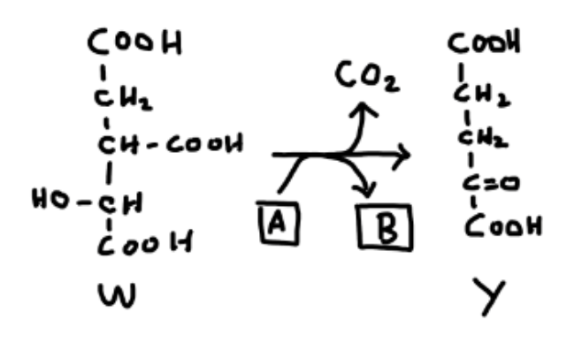 **Transcription of the Chemical Process Diagram**

The image presents a chemical process resulting in the formation of two products labeled as A and B. 

**Chemical Structure W:**

The molecule on the left-hand side of the diagram represents compound W. This compound has the following structure:

- **COOH** group (carboxyl group) at the top.
- Attached to the COOH group, sequentially downwards:
  - **CH₂** (methylene group).
  - **CH(COOH)** (a methine group attached to another carboxyl group).
  - **HO-CH** (hydroxylated methine group).
  - Another **COOH** (carboxyl group).
  
This structure indicates a molecule with three carboxyl groups and one hydroxyl group.

**Reaction Process:**

The center of the image illustrates the reaction process:
- The compound **W** undergoes a reaction where carbon dioxide (**CO₂**) is released.
- The reaction pathways split into the formation of two products, labeled **A** and **B**.

**Chemical Structure Y:**

The molecule on the right-hand side of the diagram represents compound Y. This compound has the following structure:

- **COOH** group (carboxyl group) at the top.
- Attached to the COOH group, sequentially downwards:
  - **CH₂** (methylene group).
  - **CH₂** (another methylene group).
  - **C=O** (carbonyl group).
  - Another **COOH** (carboxyl group).

This structure indicates a dicarboxylic acid with a carbonyl group in the third position.

**Summary:**

The image demonstrates the decarboxylation reaction of a complex dicarboxylic acid (compound W) to form simpler structures (A and B), along with the release of carbon dioxide (CO₂). The exact nature of products A and B can be determined based on the further pathway of decarboxylation shown in the diagram. However, the image does not provide the detailed structures of the products A and B, which would be necessary for a complete understanding of the reaction. Compound Y is shown as one possible product after the decarboxylation of compound W.