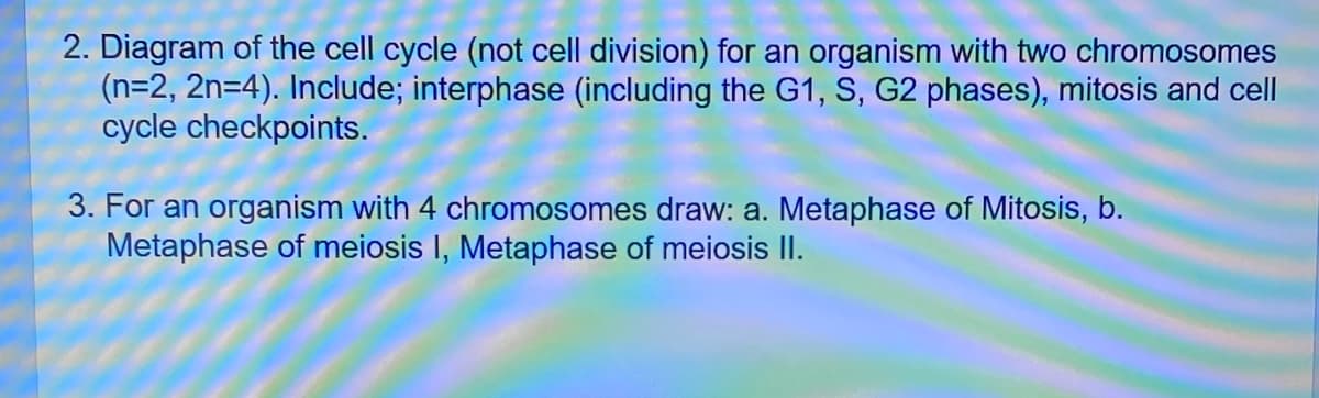 2. Diagram of the cell cycle (not cell division) for an organism with two chromosomes
(n=2, 2n=4). Include; interphase (including the G1, S, G2 phases), mitosis and cell
cycle checkpoints.
3. For an organism with 4 chromosomes draw: a. Metaphase of Mitosis, b.
Metaphase of meiosis I, Metaphase of meiosis II.