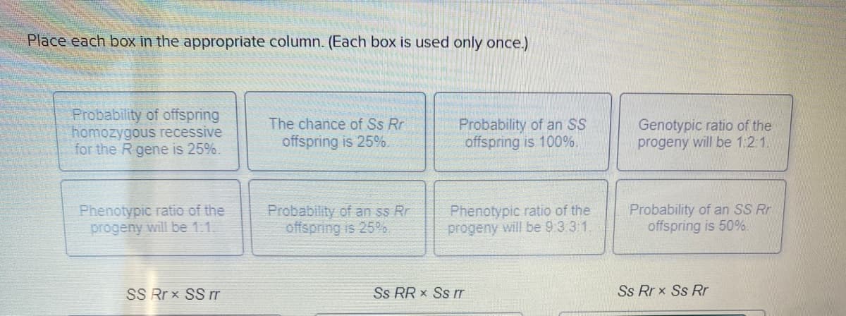 Place each box in the appropriate column. (Each box is used only once.)
Probability of offspring
homozygous recessive
for the R gene is 25%.
Phenotypic ratio of the
progeny will be 1.1.
SS Rrx SS rr
The chance of Ss Rr
offspring is 25%.
Probability of an ss Rr
offspring is 25%.
Probability of an SS
offspring is 100%.
Phenotypic ratio of the
progeny will be 9.3.3:1.
Ss RR x Ss rr
Genotypic ratio of the
progeny will be 1:2:1.
Probability of an SS Rr
offspring is 50%
Ss Rrx Ss Rr