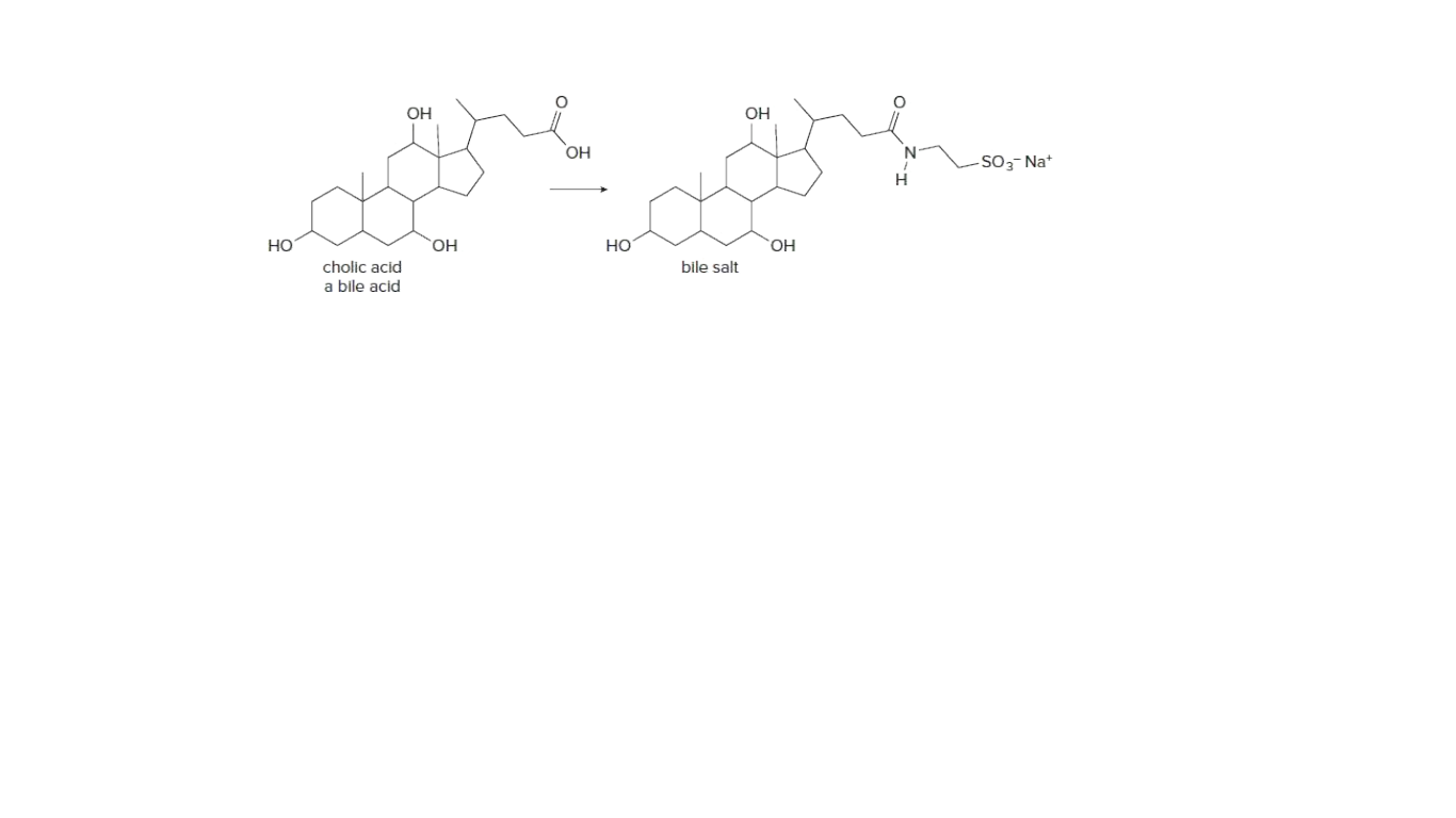 OH
OH
HO
N
-SO3- Nat
Но
но
cholic acid
bile salt
a bile acid
