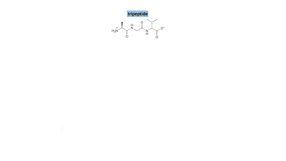 tripeptide
