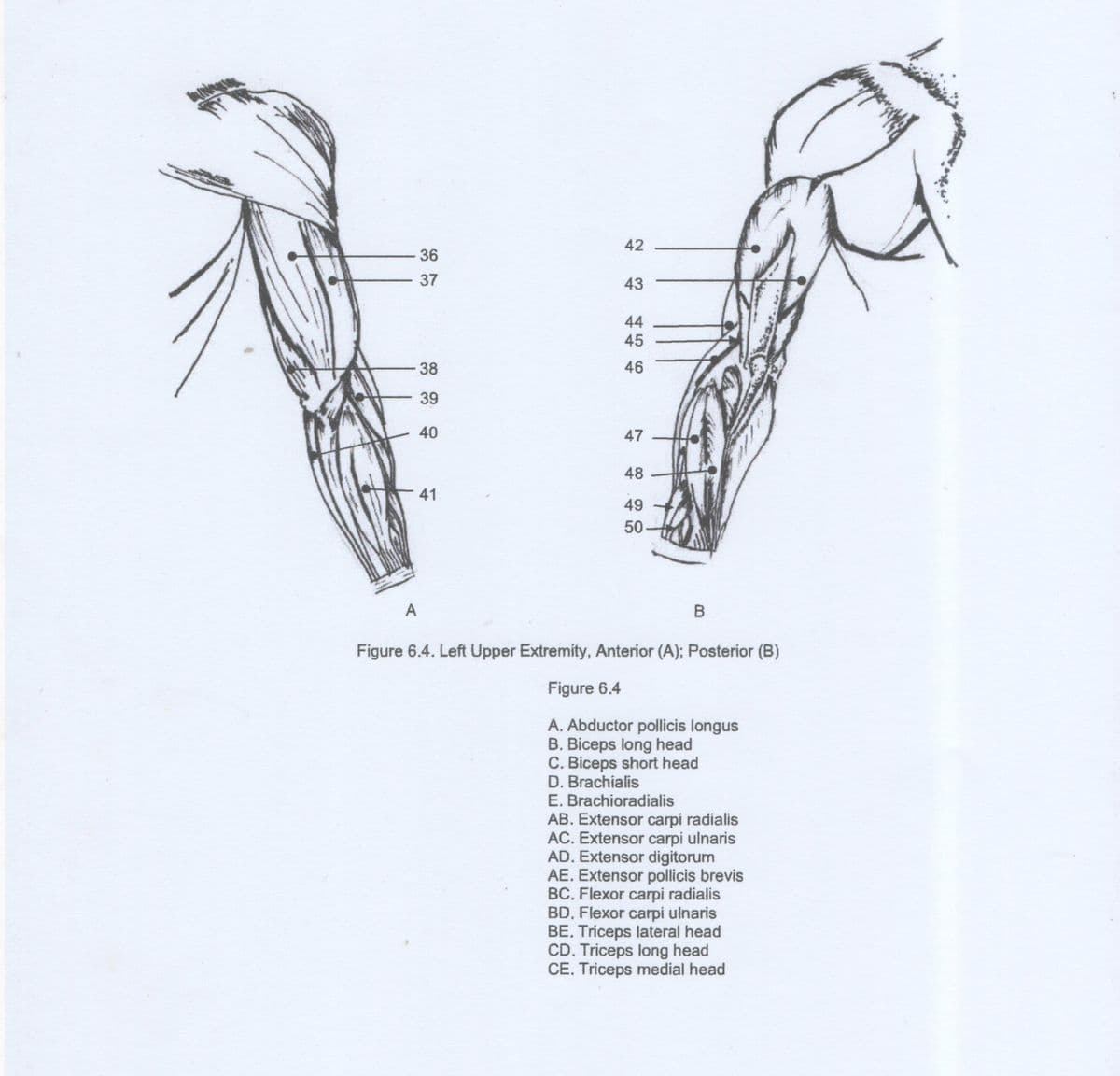 A
36
37
38
39
40
41
42
43
44
45
46
47
48
49
50
B
Figure 6.4. Left Upper Extremity, Anterior (A); Posterior (B)
Figure 6.4
A. Abductor pollicis longus
B. Biceps long head
C. Biceps short head
D. Brachialis
E. Brachioradialis
AB. Extensor carpi radialis
AC. Extensor carpi ulnaris
AD. Extensor digitorum
AE. Extensor pollicis brevis
BC. Flexor carpi radialis
BD, Flexor carpi ulnaris
BE. Triceps lateral head
CD. Triceps long head
CE. Triceps medial head