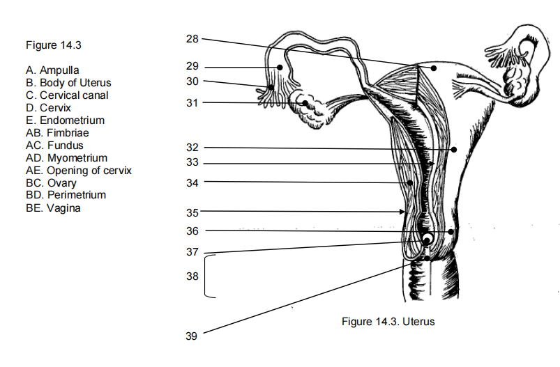 Figure 14.3
A. Ampulla
B. Body of Uterus
C. Cervical canal
D. Cervix
E. Endometrium
AB. Fimbriae
AC. Fundus
AD. Myometrium
AE. Opening of cervix
BC. Ovary
BD. Perimetrium
BE. Vagina
28
29
30
31
32
33
34
35
36
37
38
39
Figure 14.3. Uterus