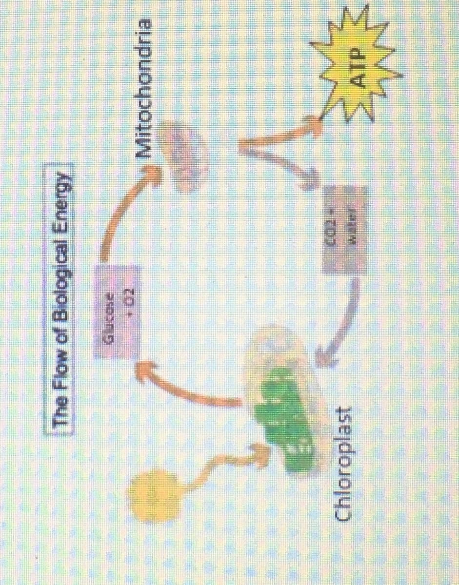 The Flow of Biological Energy
Glucase
Mitochondria
Chloroplast
ATP
