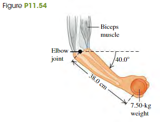 Figure P11.54
- Biceps
muscle
Elbow
40.0
joint
38.0 cm
7.50-kg
weight
