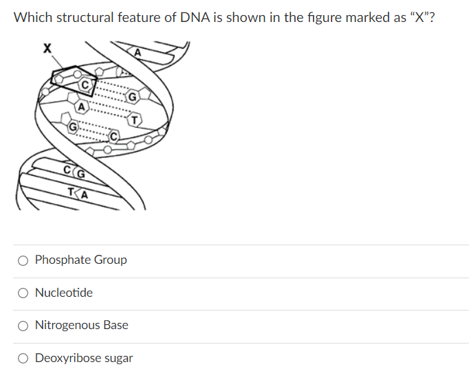 Which structural feature of DNA is shown in the figure marked as “X"?
(G
KA
O Phosphate Group
Nucleotide
O Nitrogenous Base
O Deoxyribose sugar
