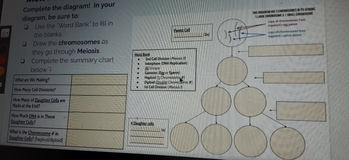 Complete the diagram! In your
diagram, be sure to:
Use the "Word Bank" to fill in
THIS ORGANISM HAS 2 CHROMOSOMES IN ITS GENOME
LANGE CHROMISOME 1 SMALL CHROMOSOME
copy of chromosomes from
organsm's es parent
Parent Cll
copy el chromesomes from
ganisem s spenn pren
12
the blanks.
2n)
Draw the chromosomes as
they go through Meiosis.
O Complete the summary chart
Word Bank
2nd Cell Division (Meiosis
Interphase (DNA Replication)
All Unique
Gametes (Egg or Sperm)
Haploid ( Chromosome
Diploid (Double Chromdame #)
1st Cell Division (Meiosis
below. 7
What are We Making?
How Many Cell Divisions?
How Many of Daughter Cells are
Made at the End?
How Much DNA is in Those
Daughter Cells?
4 Daughter cells
(n)
What is the Chromosome # in
Daughter Cells? (haploid/diploid)
