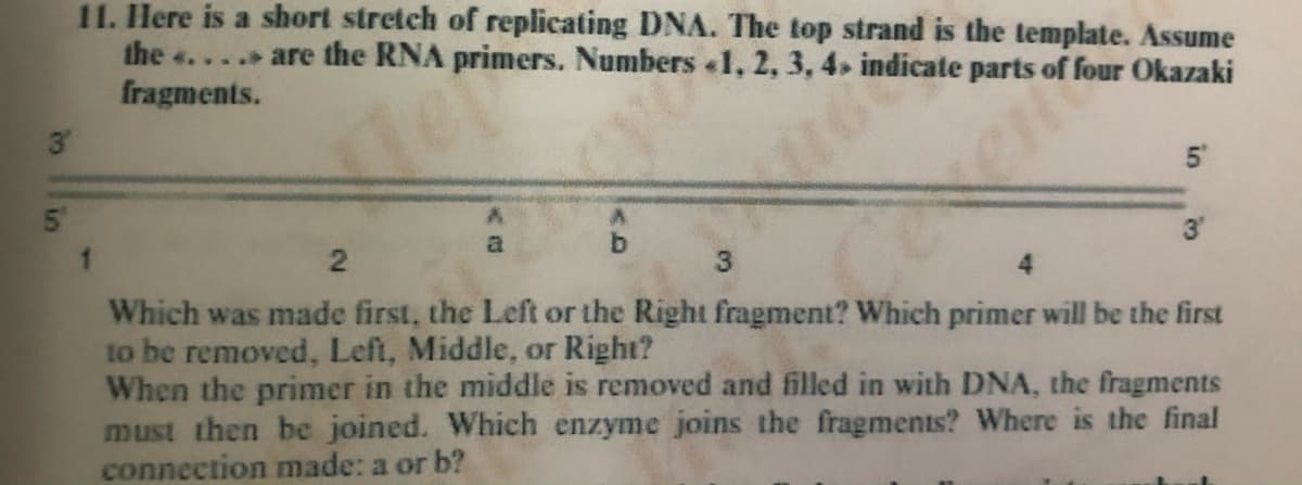 11. Here is a short stretch of replicating DNA. The top strand is the template. Assume
the 4.... are the RNA primers. Numbers «1, 2, 3, 4, indicate parts of
fragments.
Okazaki
5'
5.
3
a
b.
Which was made first, the Left or the Right fragment? Which primer will be the first
to be removed, Left, Middle, or Right?
When the primer in the middle is removed and filled in with DNA, the fragments
must then be joined. Which enzyme joins the fragments? Where is the final
connection made: a or b?
