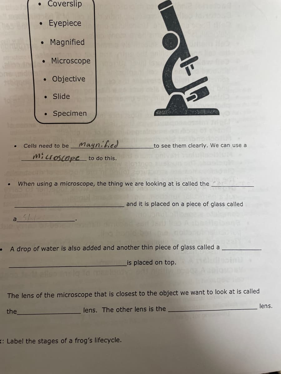 +
●
a
Coverslip
Eyepiece
• Magnified
• Microscope
Objective
●
●
●
• Slide
●
Specimen
Coton
Cells need to be
Magnified
Microscope to do this.
YES
to see them clearly. We can use a
When using a microscope, the thing we are looking at is called the
: Label the stages of a frog's lifecycle.
and it is placed on a piece of glass called
A drop of water is also added and another thin piece of glass called a
is placed on top.
The lens of the microscope that is closest to the object we want to look at is called
the
lens. The other lens is the
lens.